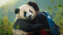 Moon, der Panda [Gewinnspiel]