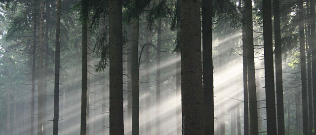 Das grüne Wunder - Unser Wald