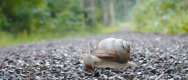 Slow