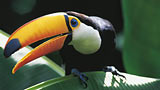 Amazonia