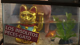 Der wundersame Katzenfisch