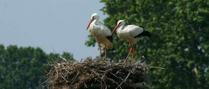 Deutschlands wilde Vögel - Teil 2