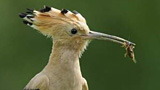 Deutschlands wilde Vögel - Teil 2