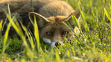 Die neue Wildnis