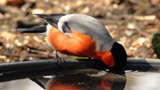 Birds & People - Ganz verrückt auf Vögel