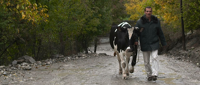 Holy Cow