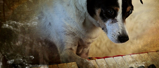 Heart Of A Dog