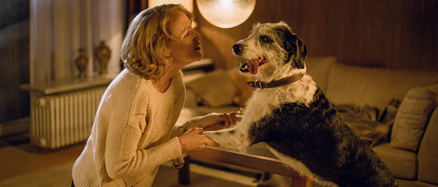 Der Hund begraben