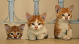 Kedi - Von Katzen und Menschen