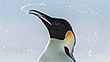 Die Reise der Pinguine 2