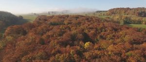 Das geheime Leben der Bäume 