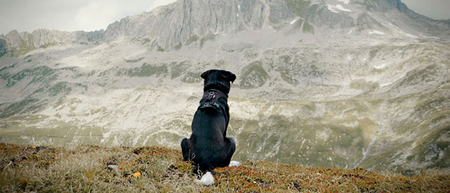 Cody - Wie ein Hund die Welt verändert