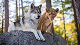 Der Wolf und der Löwe
