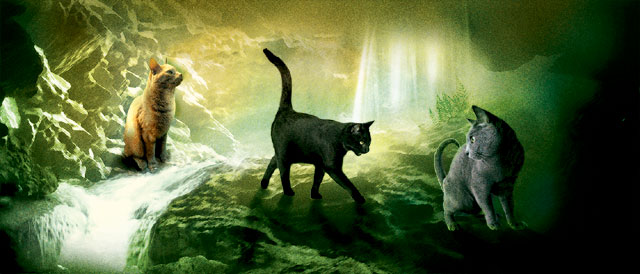 Warrior Cats