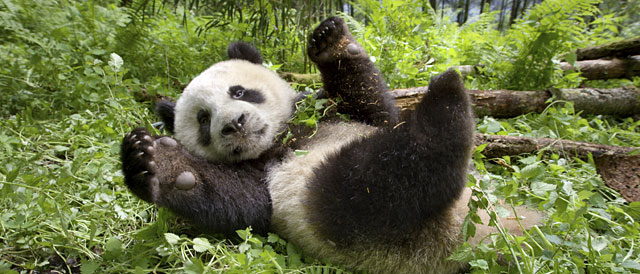 Tierisches GIF-Special zu "Unsere Erde 2"
